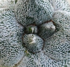 Astrophytum myrisotigma cv