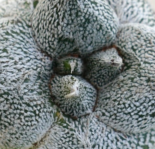 Astrophytum myrisotigma - , cv