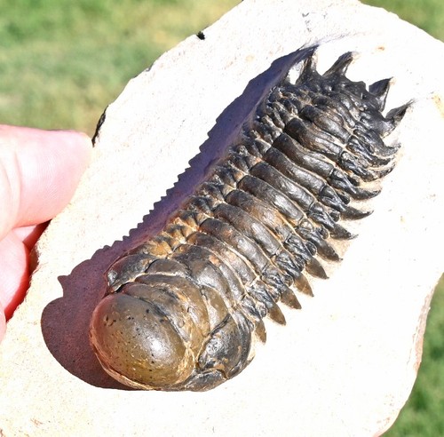 Trilobite fossil - trilobite,