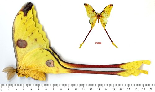 Saturnidae argema mittrei - -,