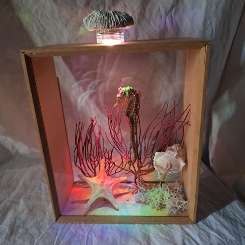Vitrine hippocampe cabinet - vitrine, de