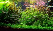 Lot aquarium de 40 plantes en 7 variétés à racines et tiges + 2 clado gratuites