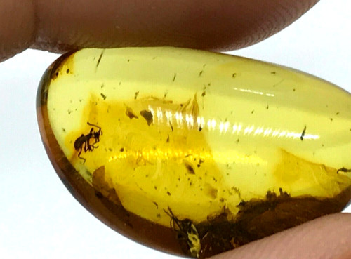 Pièce ambre insectes - 2,