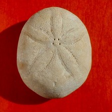 OURSIN FOSSILE ÉOCÈNE DE