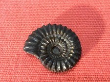 fossile d'ammonite en pyrite