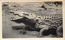 Madagascar, Le Caïman roi