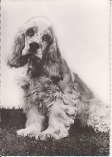 CARTE POSTALE CHIEN - COCKER
