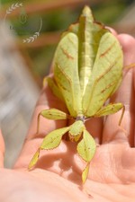 Phyllium philippinicum eggs (x10) - Oeufs de Phasmes - green