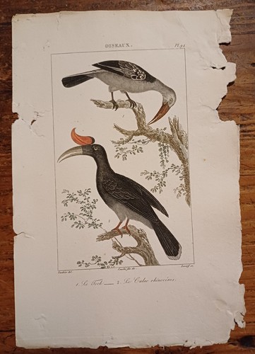 Buffon gravure couleurs - c1,