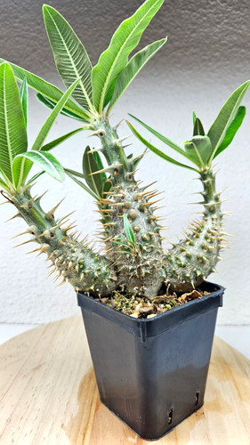 Pachypodium rosulatum