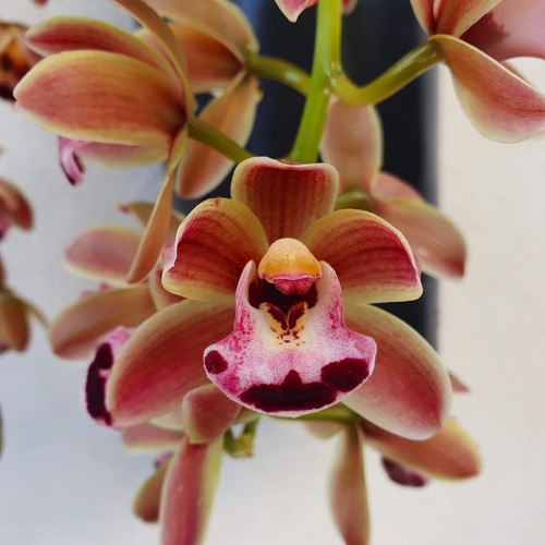 Cymbidium cascade novia - cymbidium,