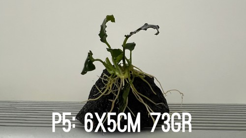 Plante aquarium anubias nana - plante,