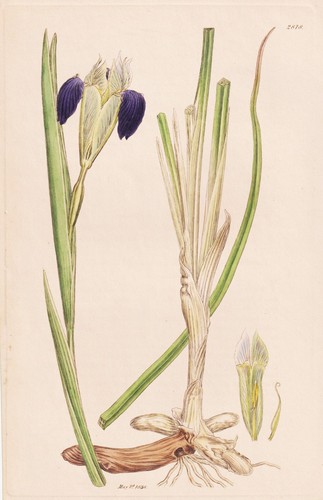 Iris tuberosa schwertlilien - iris,