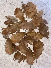 Feuilles Naturelle Création Élément Décoration Terrarium Petits Animaux Reptile