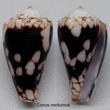 Coquillage de collection 