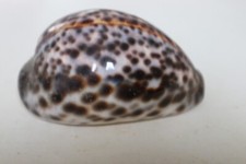 collection coquillage CYPRAEA