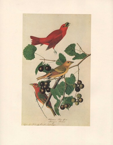 Vintage john james audubon - john,