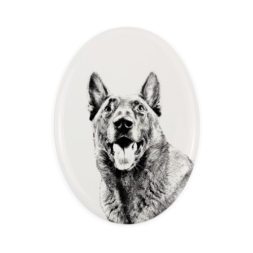 Malinois chien berger belge - chien, de