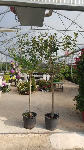 PLANTE FRUITIÈRE CERISIER EN