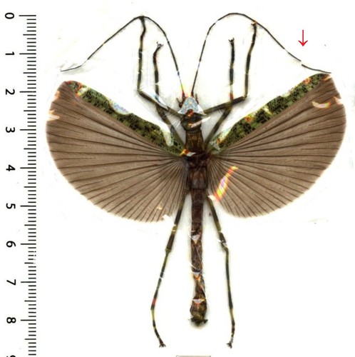 Phasmatodea aschiphasma - phasmatodea,