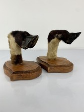 Taxidermie Paire de Patte de Chèvre Porte Fusil. Cabinet De Curiosité