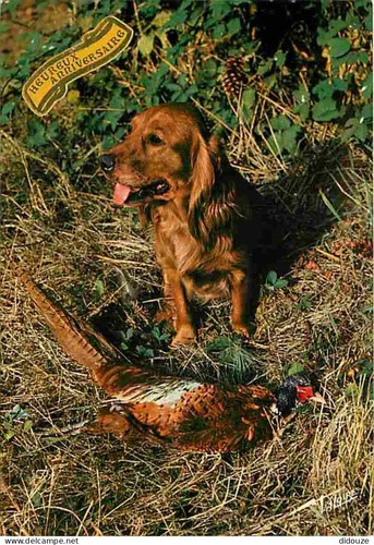 Carte postale animaux - -,