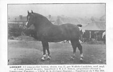 CPA 29 BRETAGNE HIPPIQUE