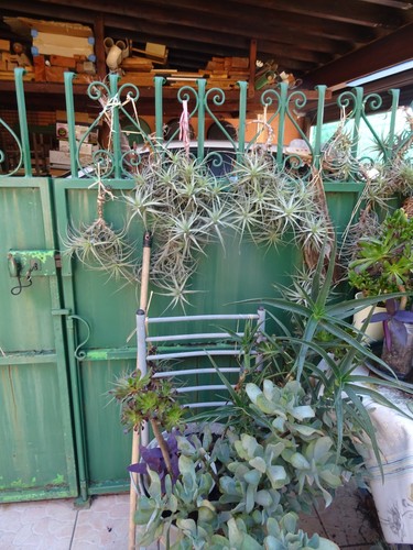 Lot fille air plantes - de, air=