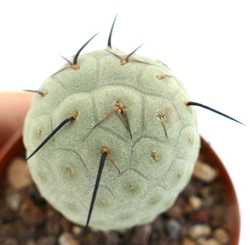 Tephrocactus geometricus black - tephrocactus,