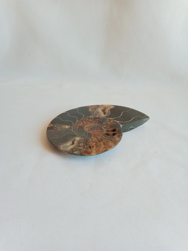 Ammonite fossilisé - ammonite,