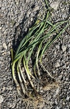 10 Plants de Poireaux