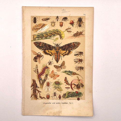 1901 chromo print bugs insect - 1901,