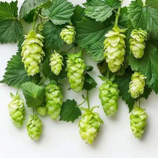 100 Graines de Houblon Grimpant