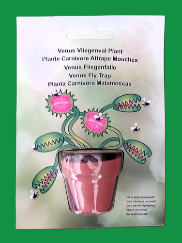 Plante carnivore dionaea - plante,