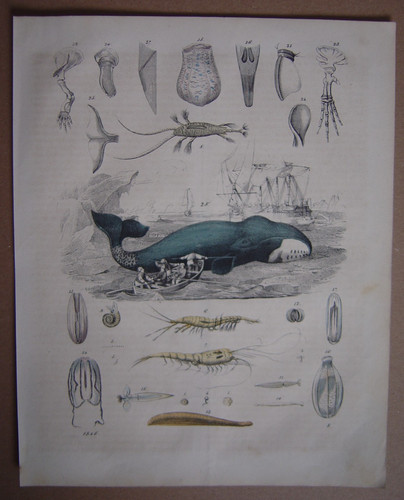 Belle gravure ancienne pêche - ancienne,