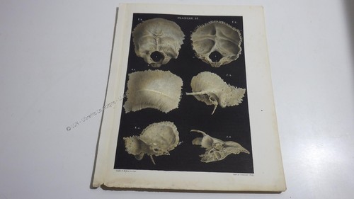 1850 lithographie couleur - 1850.lithographie,