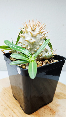 Pachypodium