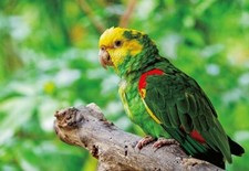 Carte Postale 3D Amazon Motif Animal Hologramme Oscillant Souvenir