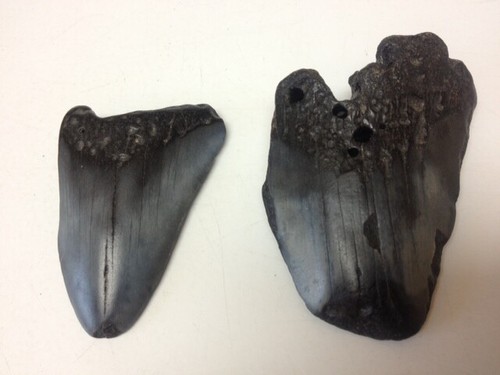 Two megalodon shark - two(2),