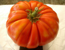 TOMATE SICILIENNE GÉANTE, 50 GRAINES + HOMMAGE