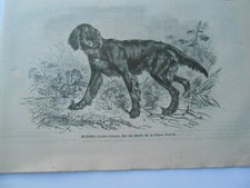 Gravure 1879 -  Myrrhe setter