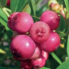 Myrtille en corymbe Pink Lemonade 1L - Variétés aux baies roses