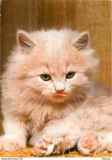 Animaux - Chats - Chatons - Persan - Etat pli visible - CPM - Voir Scans Recto-V