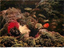 Animaux - Poissons - Tahiti -