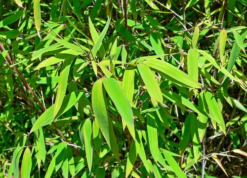 Graines fargesia - graines,