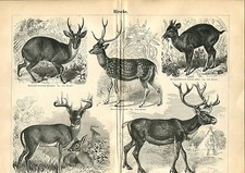 Vieux Tableau - Thème " Cerf