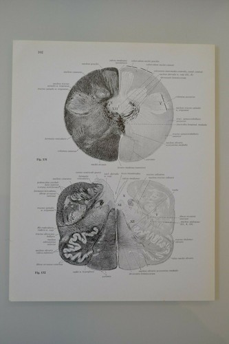 Planche anatomie humaine - d'anatomie,