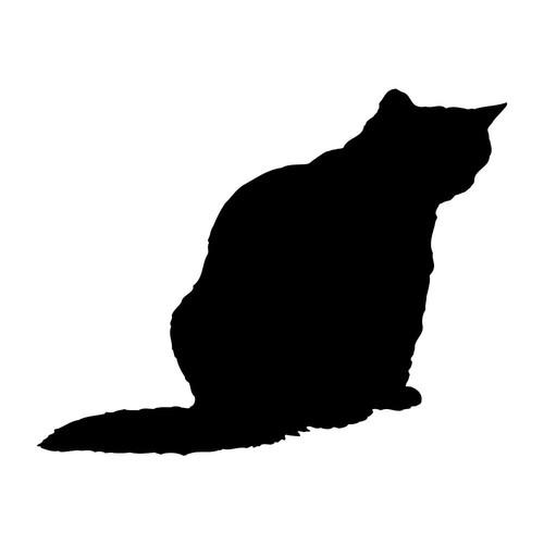 British shorthair cat - british,