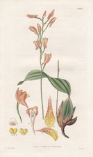 Maxillaria racemosa fleur - maxillaria,