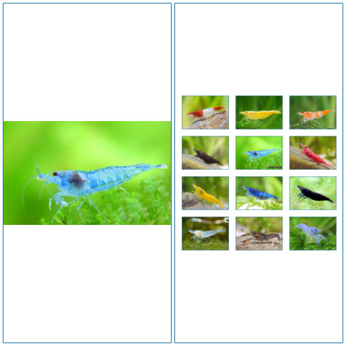 Crevette blue velvet - crevette, xl